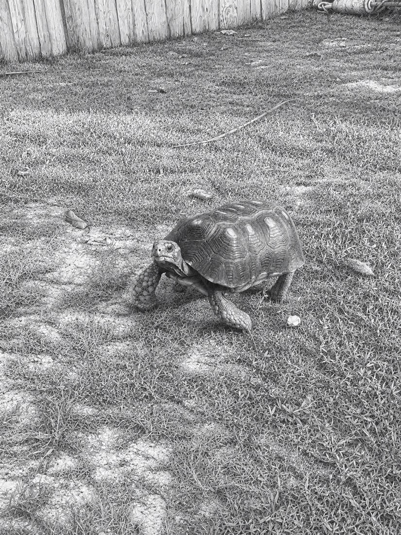 Saint-Barthélemy — une tortue de terre, en noir et blanc
